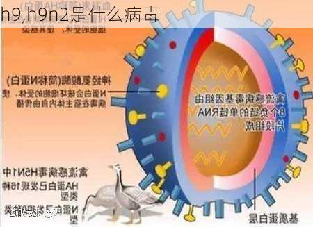 h9,h9n2是什么病毒