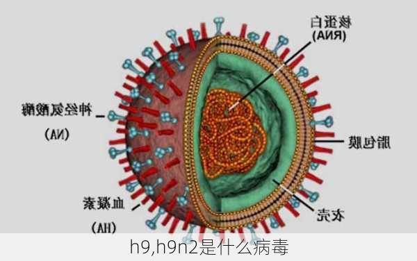 h9,h9n2是什么病毒