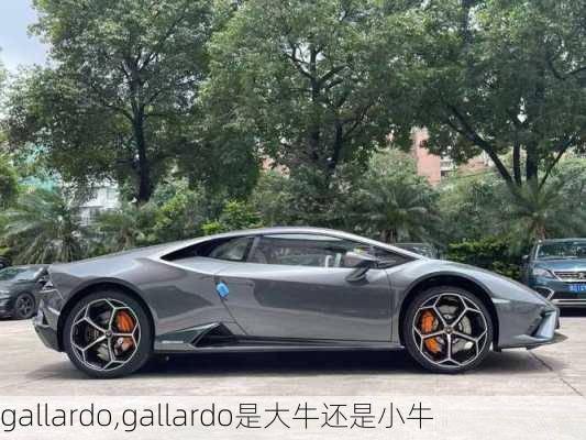 gallardo,gallardo是大牛还是小牛